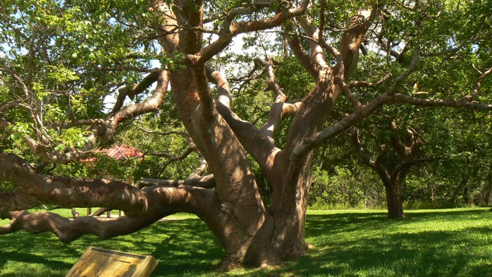 Gumbo Limbo Tree DeSoto National Monument