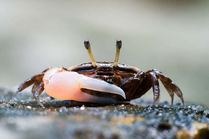 Uca sp fiddler crab Tarutao National Marine Park 16668955211